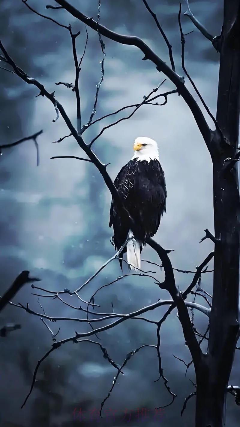 无限期休战，最大赢家出现！老鹰认清现实，火速解散东决班底